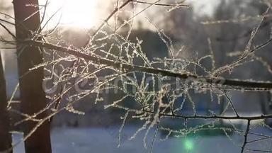 冰冻的树枝，阳光，阳光，美丽的阳光，冬天的风景